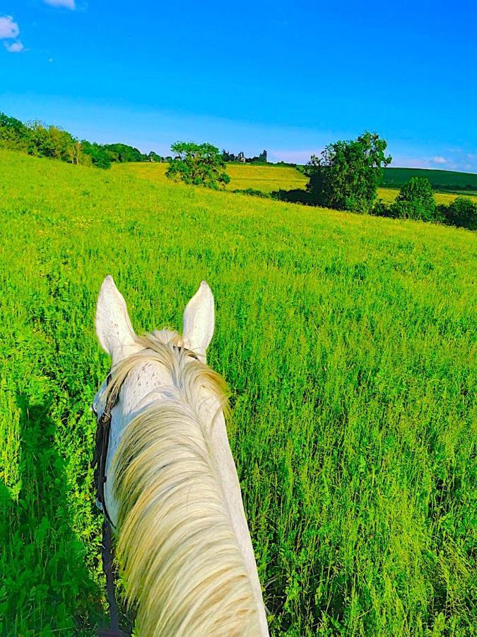 Fabuleux - Domaine Du Moulin D'Andraut Bordeaux-Chevaux-Golf-St Emilion Villa Montussan Eksteriør bilde